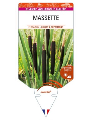 TYPHA latifolia voir MASSETTE