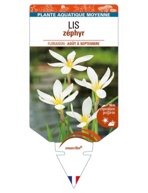 ZEPHYRANTHES candida voir LIS zéphyr