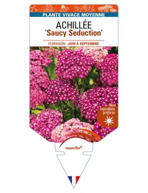 ACHILLEA (millefolium) 'Saucy Seduction'