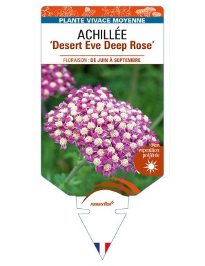 ACHILLEA (millefolium) Desert Eve Deep Rose