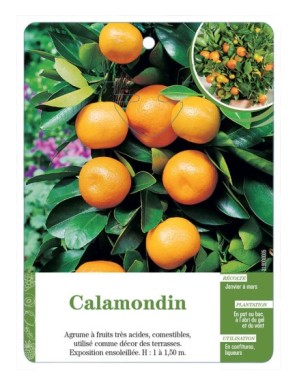 Calamondin