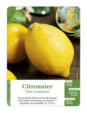 Citronnier ‘Des 4 saisons’