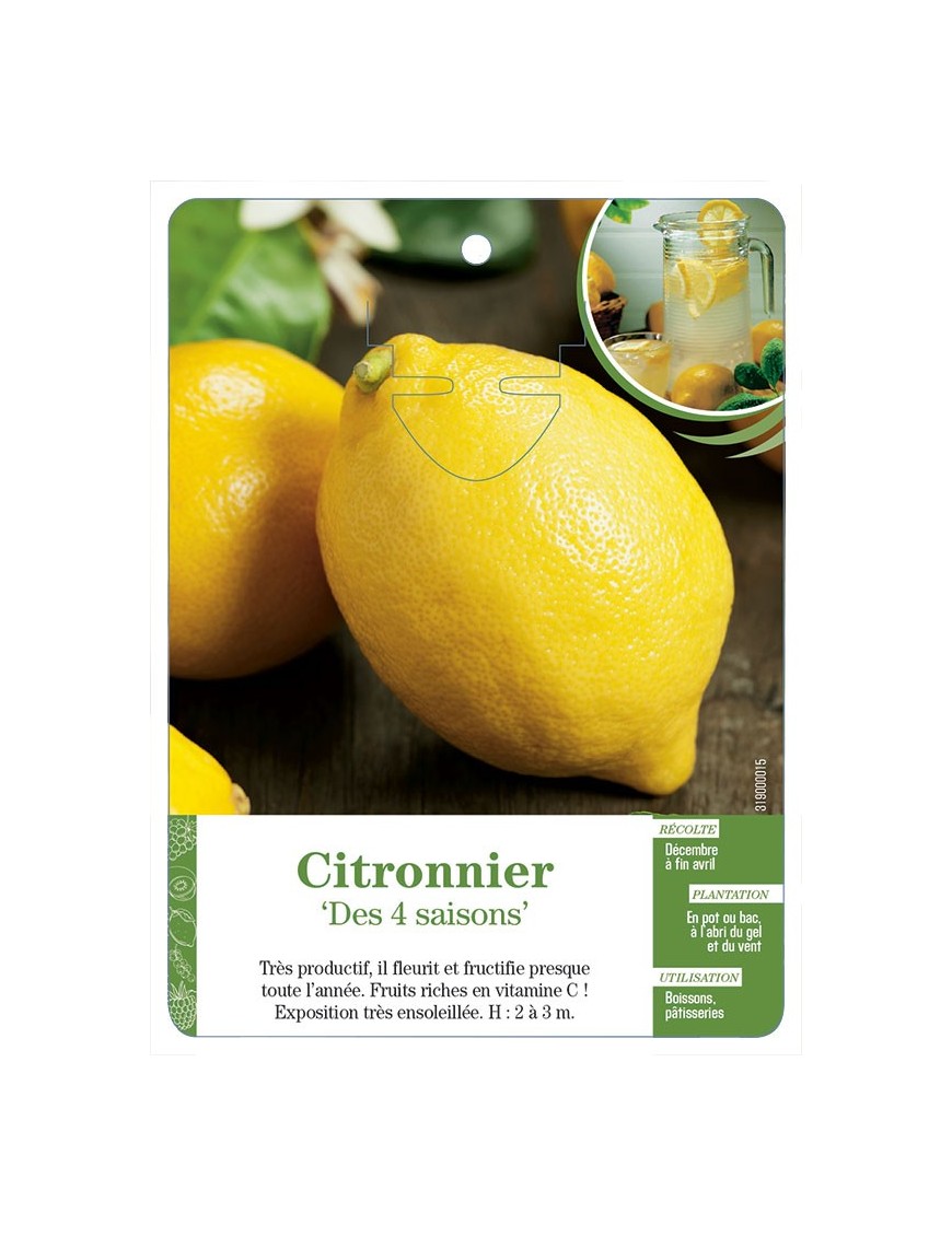 Citronnier ‘Des 4 saisons’