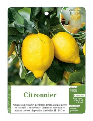 Citronnier (sans nom)