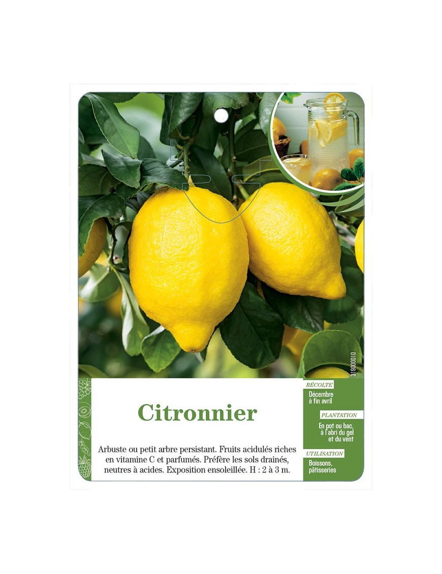 Citronnier (sans nom)