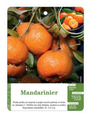 Mandarinier