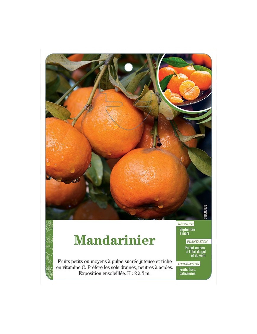 Mandarinier