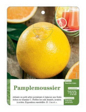 Pamplemoussier