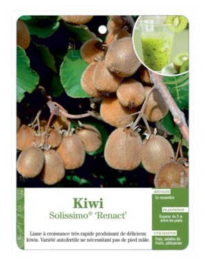 Kiwi Solissimo® ‘Renact’