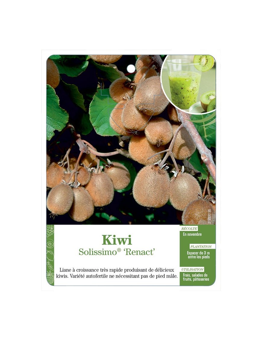 Kiwi Solissimo® ‘Renact’