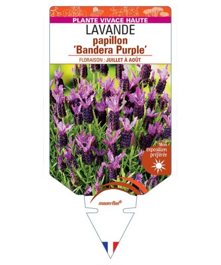 LAVANDULA stoechas 'Bandera Purple' voir LAVANDE papillon *