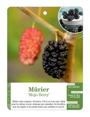 Mûrier ‘Mojo Berry’