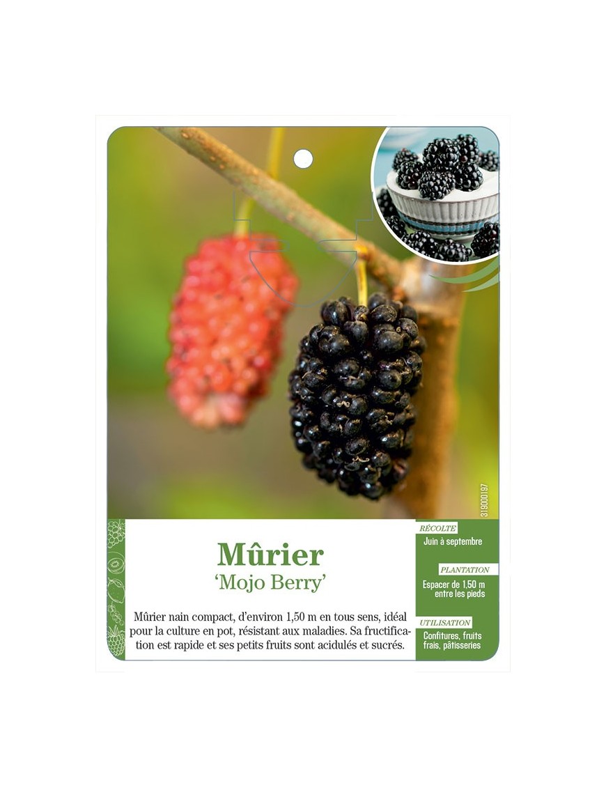 Mûrier ‘Mojo Berry’