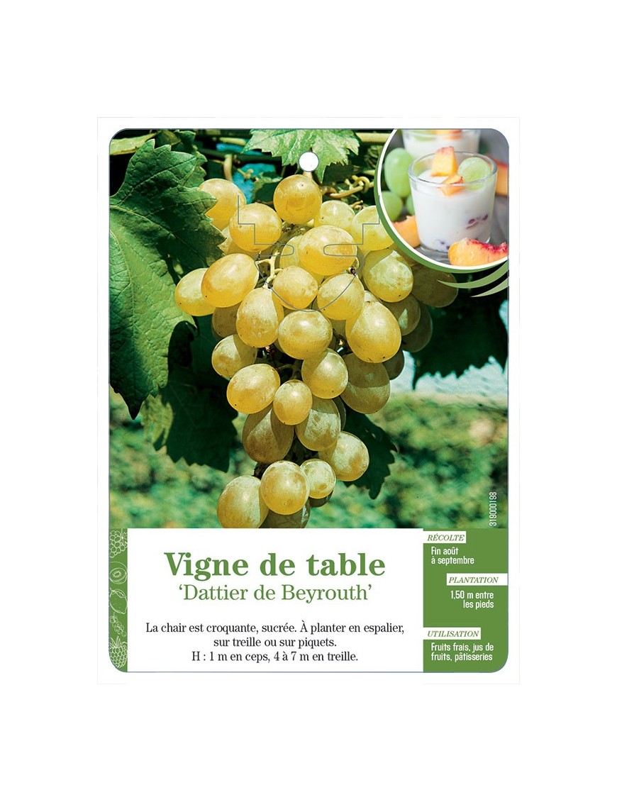 Vigne de table ‘Dattier de Beyrouth’