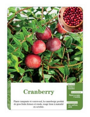 Cranberry