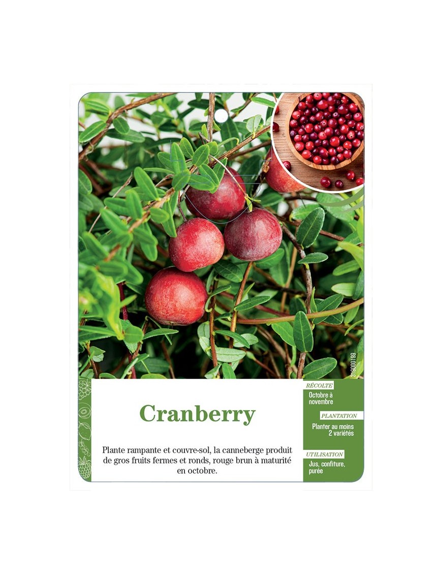 Cranberry