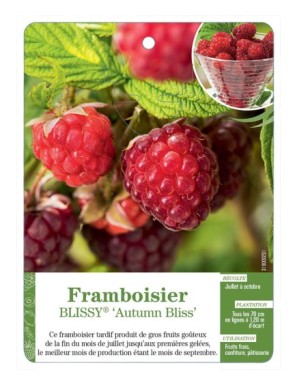 Framboisier BLISSY® ‘Autumn Bliss’