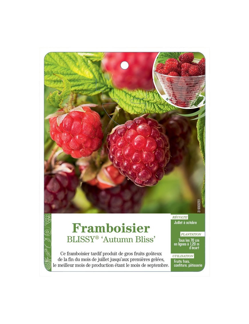 Framboisier BLISSY® ‘Autumn Bliss’