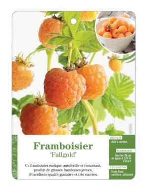 Framboisier ‘Fallgold’