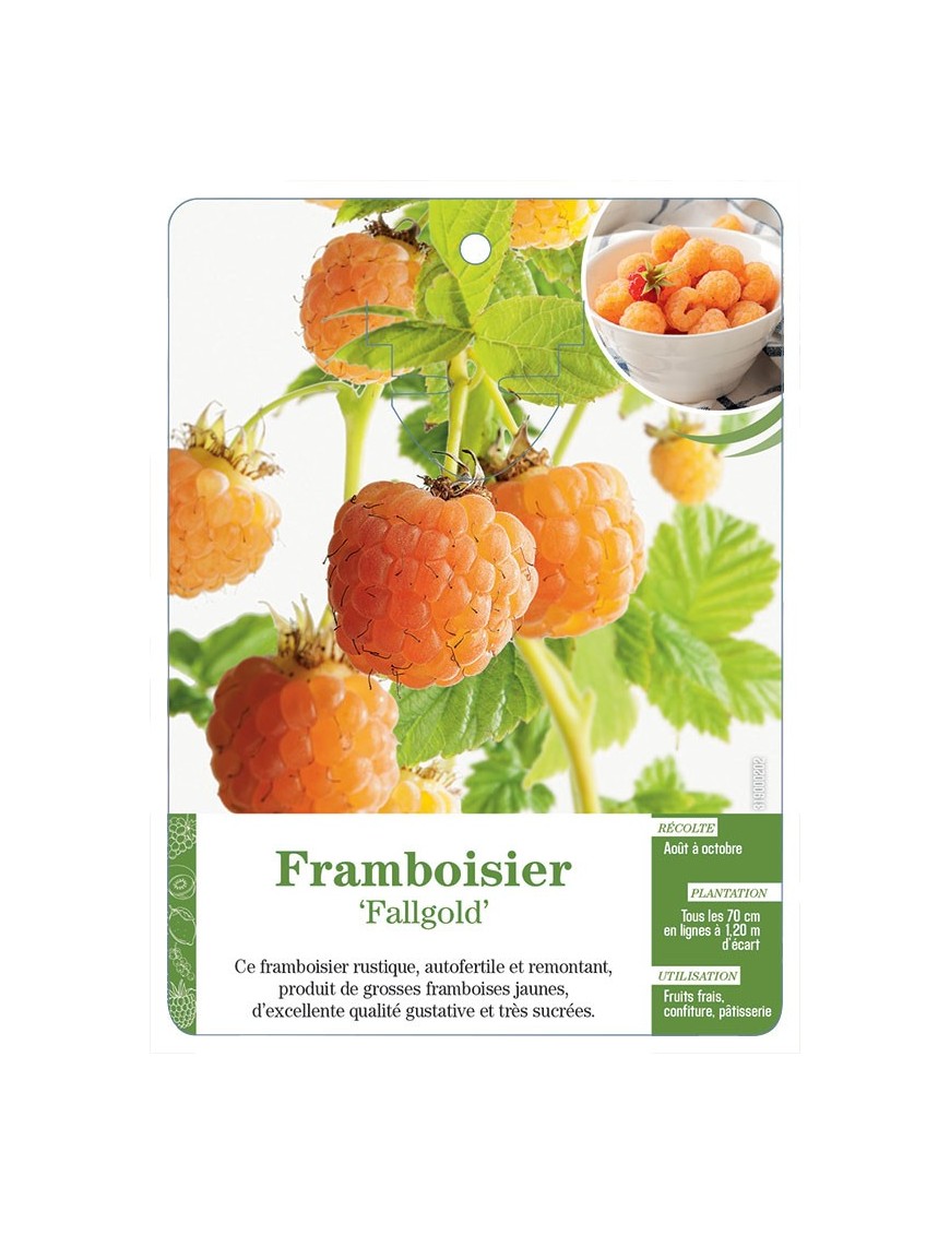 Framboisier ‘Fallgold’