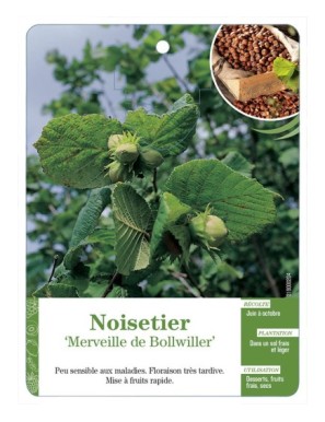 Noisetier ‘Merveille de Bollwiller’