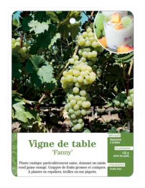 Vigne de table ‘Fanny’