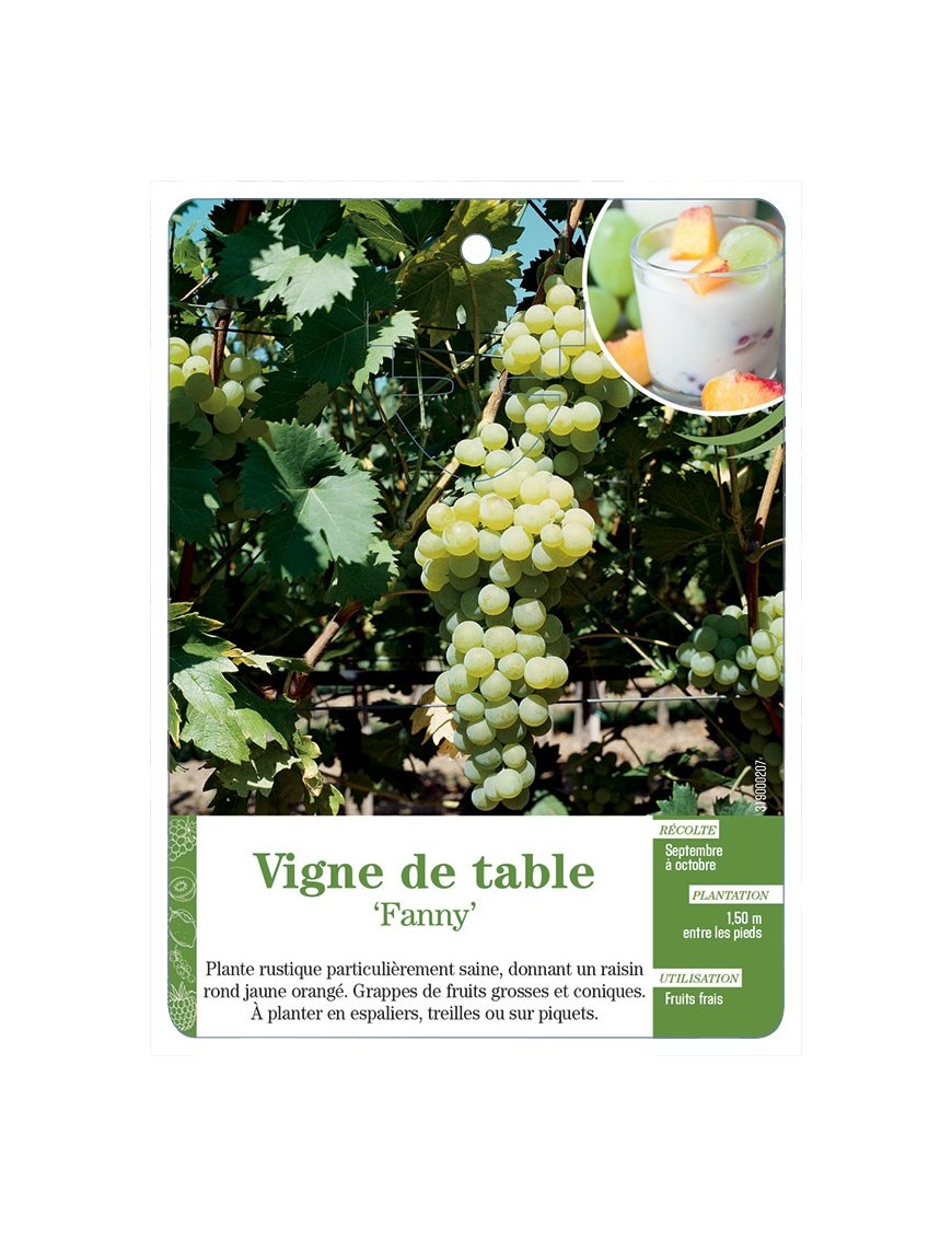 Vigne de table ‘Fanny’