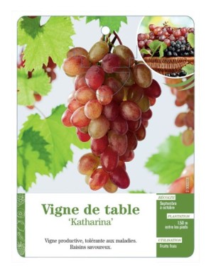 Vigne de table ‘Katharina’