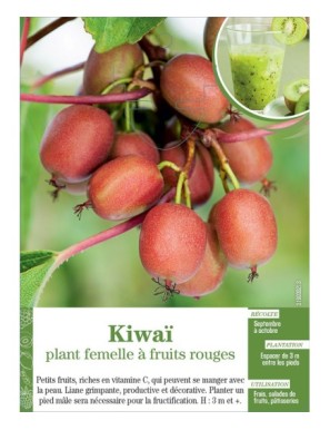 Kiwaï plant femelle à fruits rouges