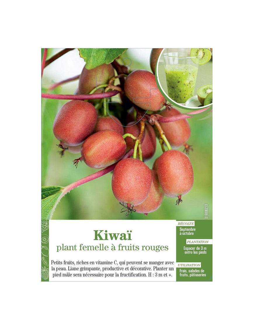 Kiwaï plant femelle à fruits rouges