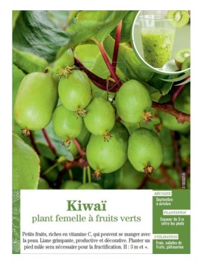 Kiwaï plant femelle à fruits verts