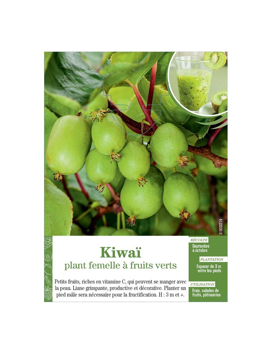 Kiwaï plant femelle à fruits verts