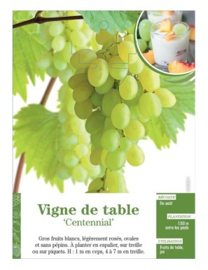 Vigne de table ‘Centennial’