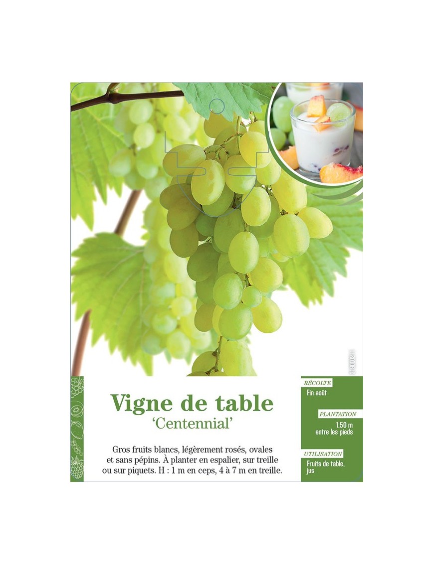 Vigne de table ‘Centennial’