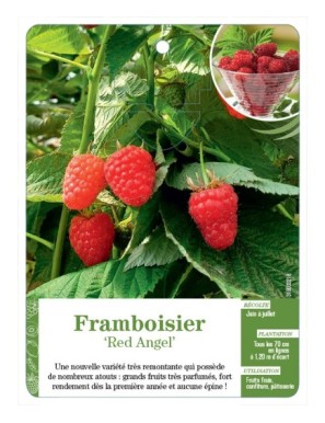 Framboisier ‘Red Angel’