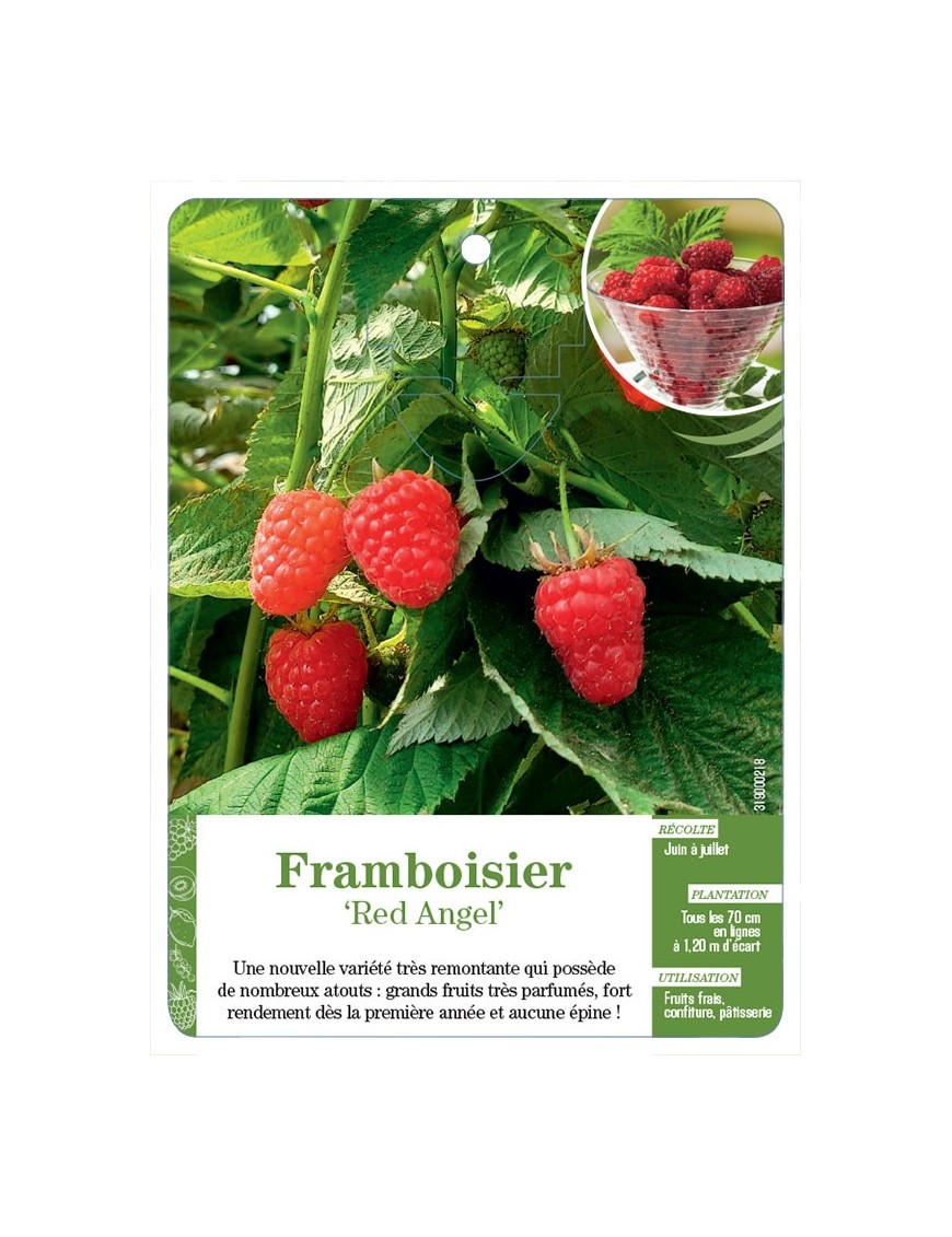 Framboisier ‘Red Angel’