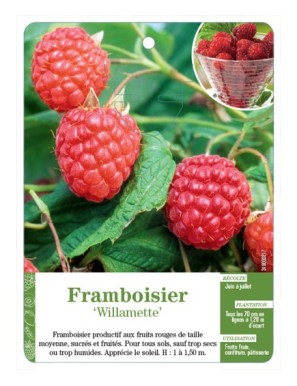 Framboisier ‘Willamette’