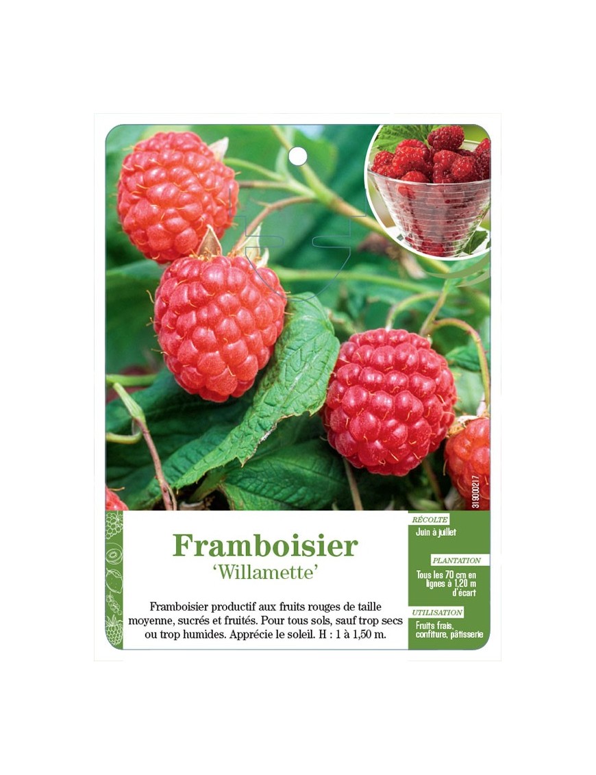 Framboisier ‘Willamette’