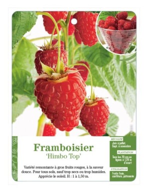 Framboisier ‘Himbo Top’