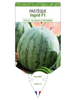 PASTÈQUE INGRID F1