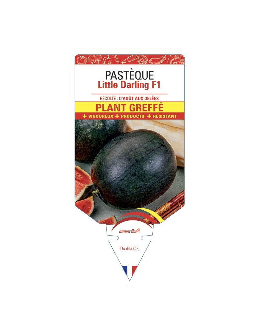 PASTÈQUE LITTLE DARLING F1 PLANT GREFFÉ