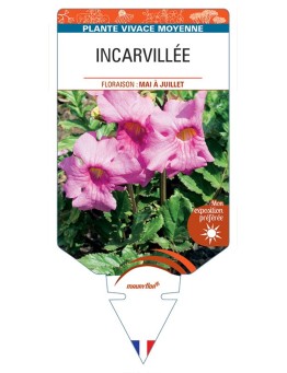 INCARVILLEA (delavayi rose) *