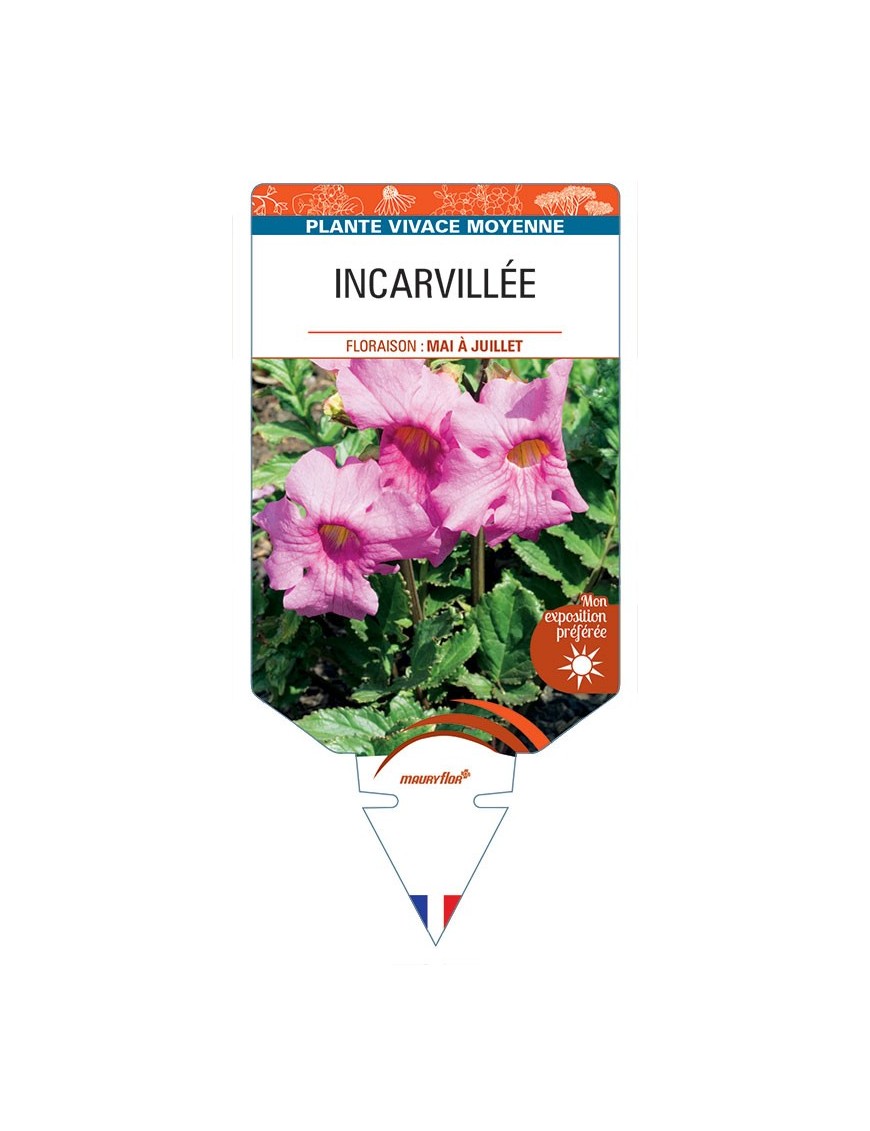 INCARVILLEA (delavayi rose) *