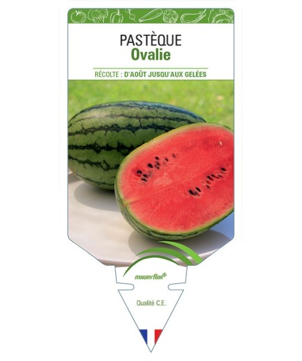 PASTÈQUE OVALIE