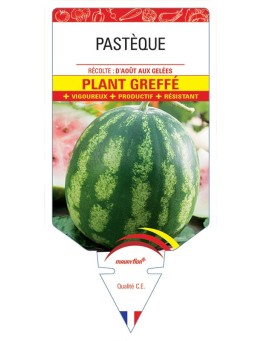 PASTÈQUE PLANT GREFFÉ