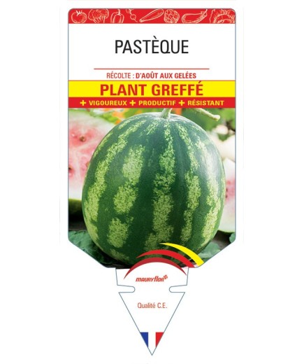 PASTÈQUE PLANT GREFFÉ