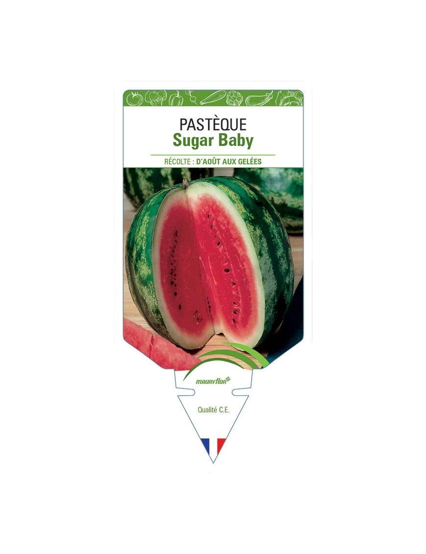 PASTÈQUE SUGAR BABY