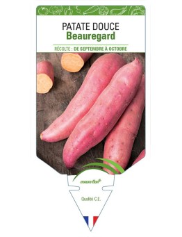 PATATE DOUCE BEAUREGARD