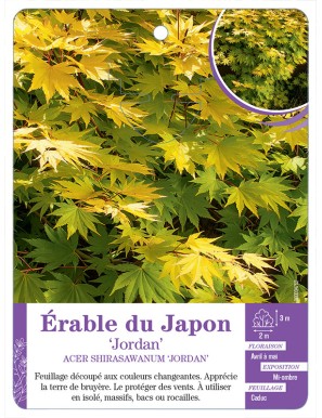 ACER SHIRASAWANUM JORDAN voir Érable du Japon