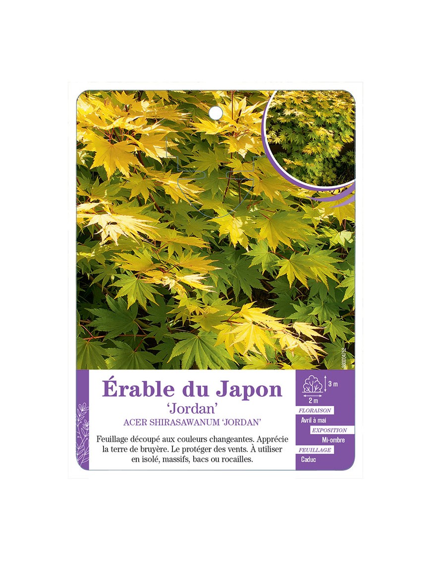 ACER SHIRASAWANUM JORDAN voir Érable du Japon